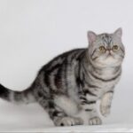 28国际娱乐:不同类型游戏的玩法解析 ww5wkypr